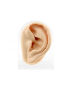Silicone And Acrylic Display - Ear
