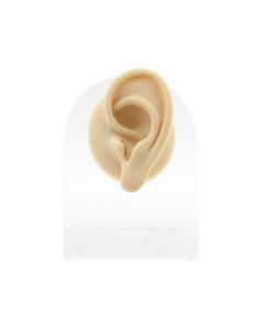 Silicone And Acrylic Display - Ear L