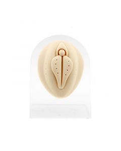 Silicone And Acrylic Display - Vulva